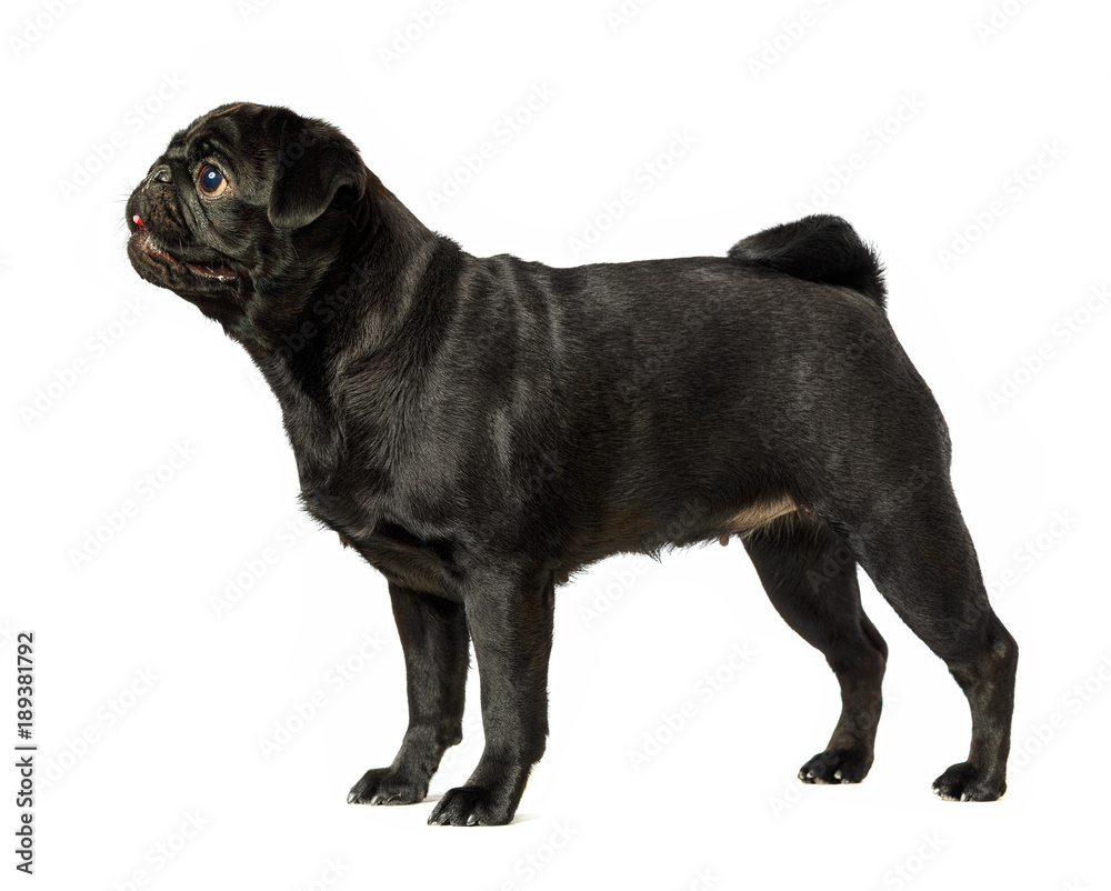 Black pug dog, on white background, isolated