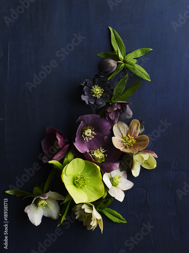 Close-up of colorful flowers on black background