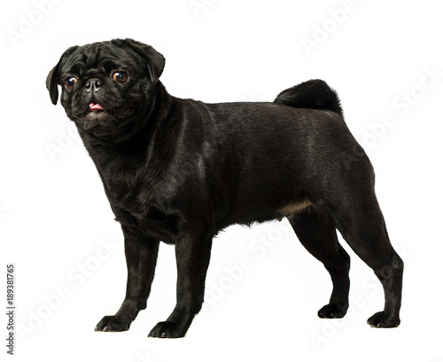 Black pug dog, on white background, isolated