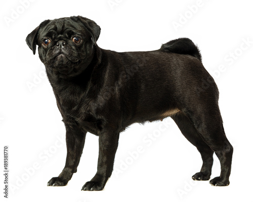 Black pug dog  on white background  isolated