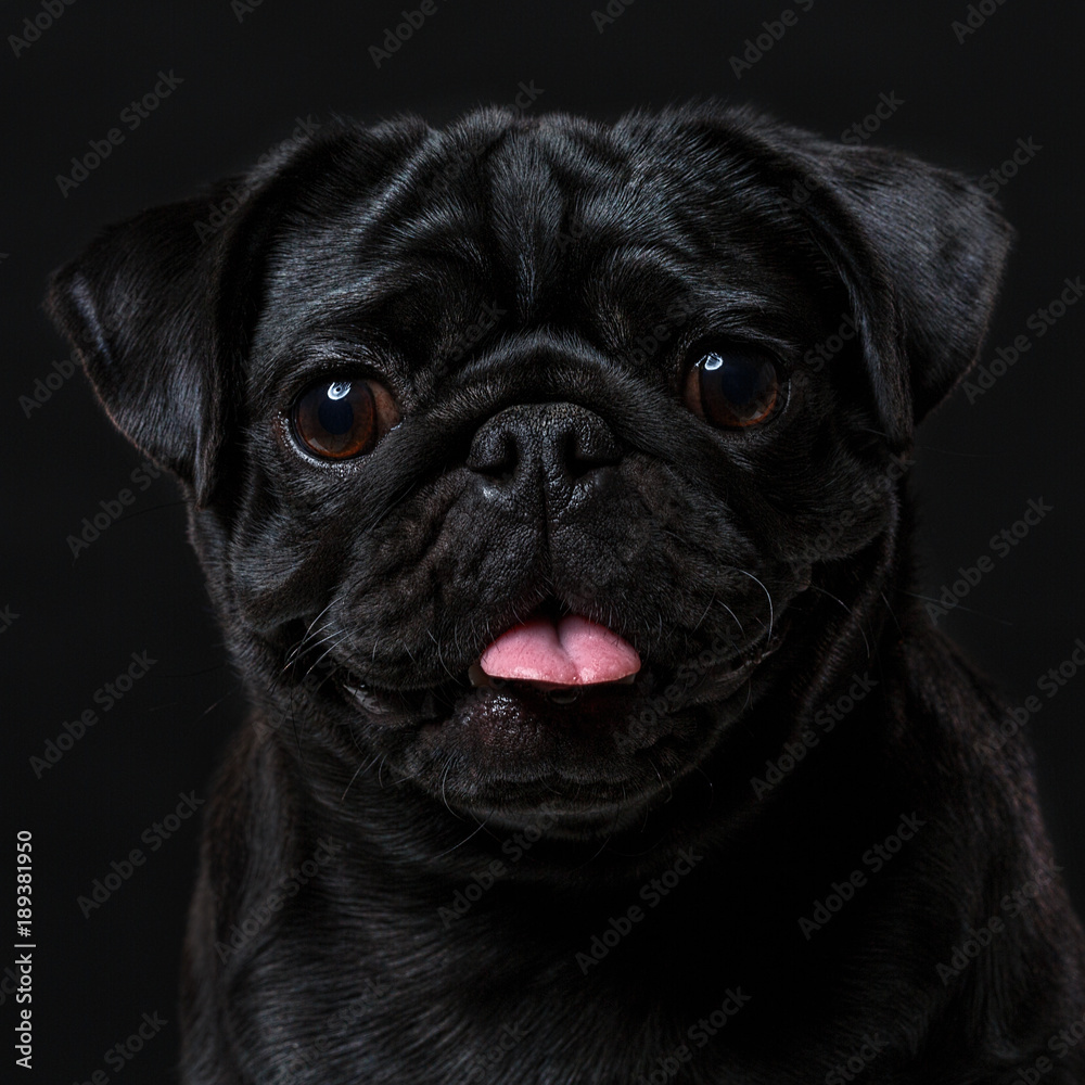 Black pug dog, on a black background, portrait