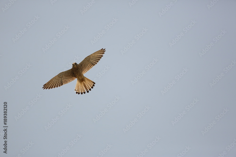 Fototapeta premium falco