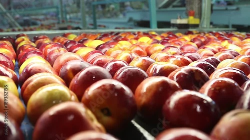 wet nectarine peaches industrial washing moving system in a factory