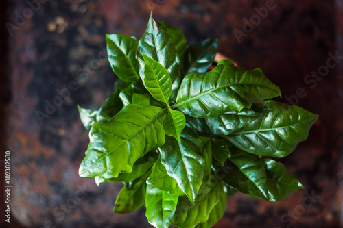 Coffea arabica - coffee plant in a flower pot.