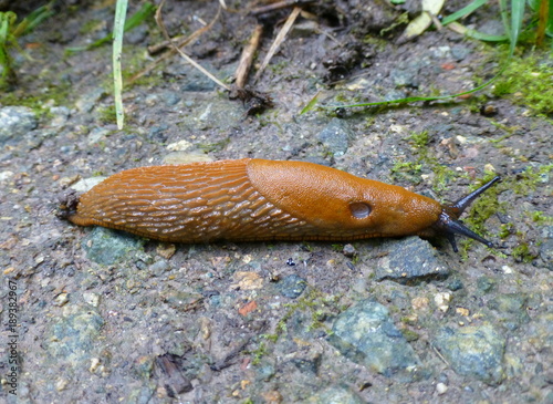 Large Spanish slug on the ground