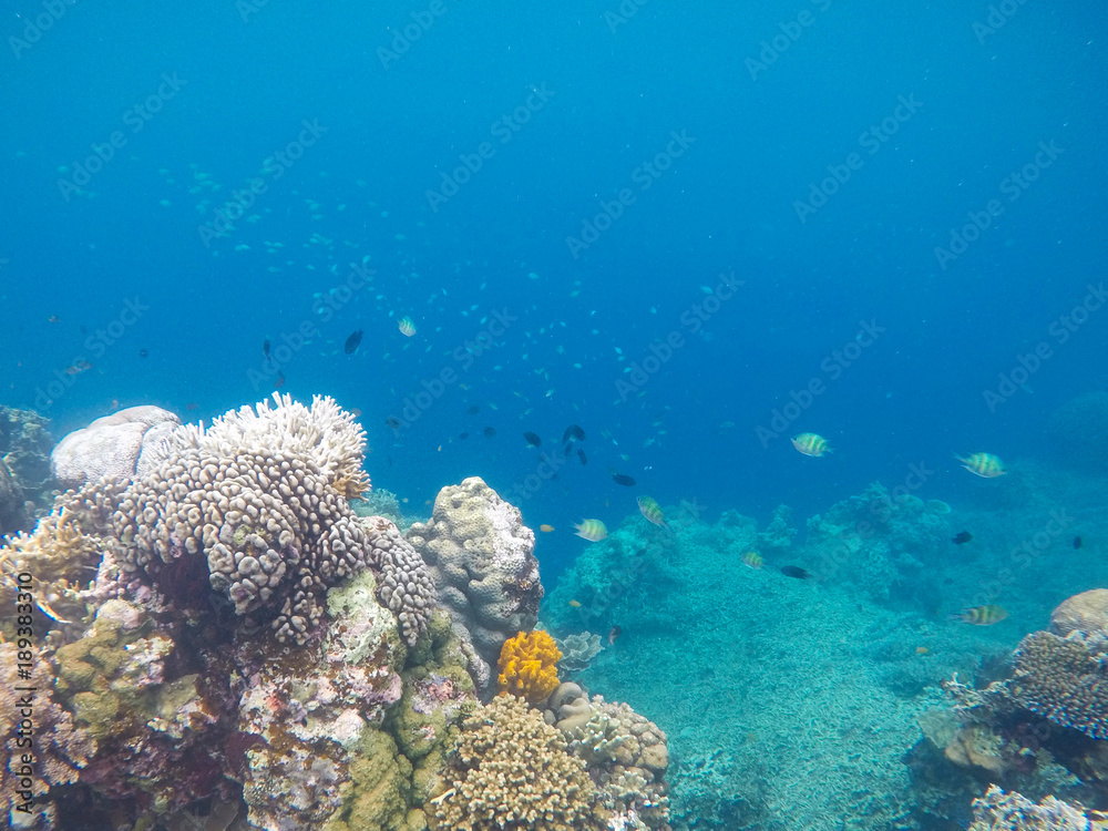 White coral on tropical sea bottom. Blue sea water and coral reef. White coral on tropical sea bottom. Blue sea water and coral reef.