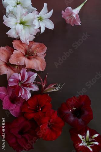 Amaryllis still life on dark brown background
