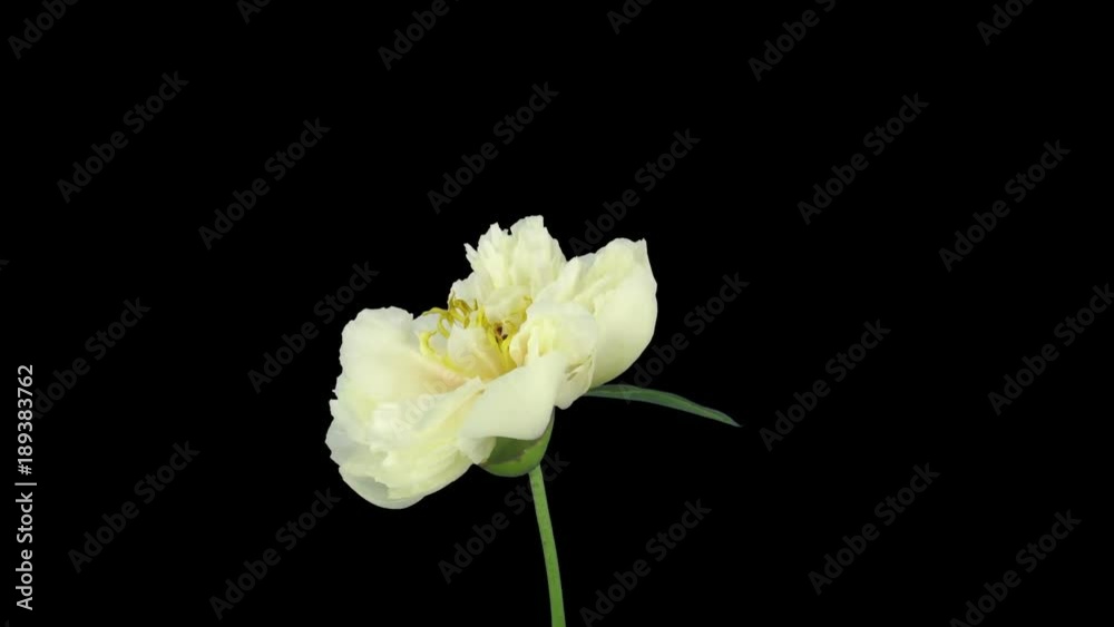 Time-lapse of opening, rotating and dying white Peony 2a3 in RGB + ALPHA matte format isolated on black background
Time-lapse of opening, rotating and dying white Peony 2a3 in RGB + ALPHA matte format isolated on black background