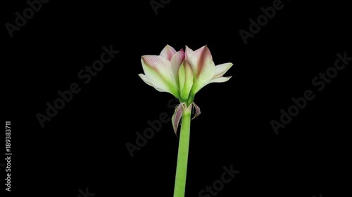 Time-lapse of growing, opening and rotating amaryllis Apple Blossom Christmas flower 1x3 in RGB + ALPHA matte format isolated on black background
 photo