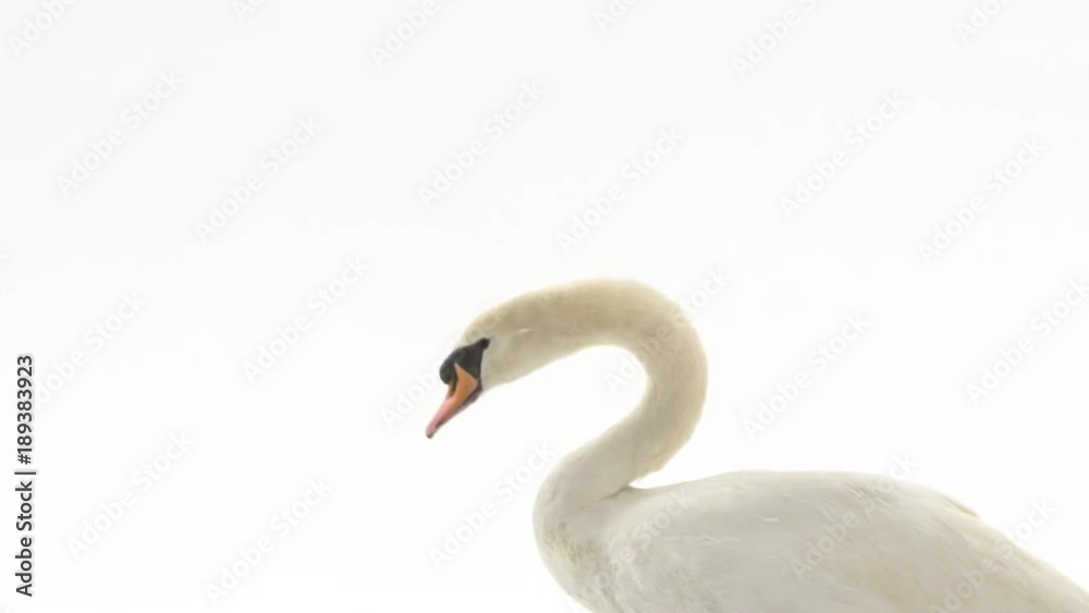 white swan posing on white background in slow motion white swan posing on white background in slow motion