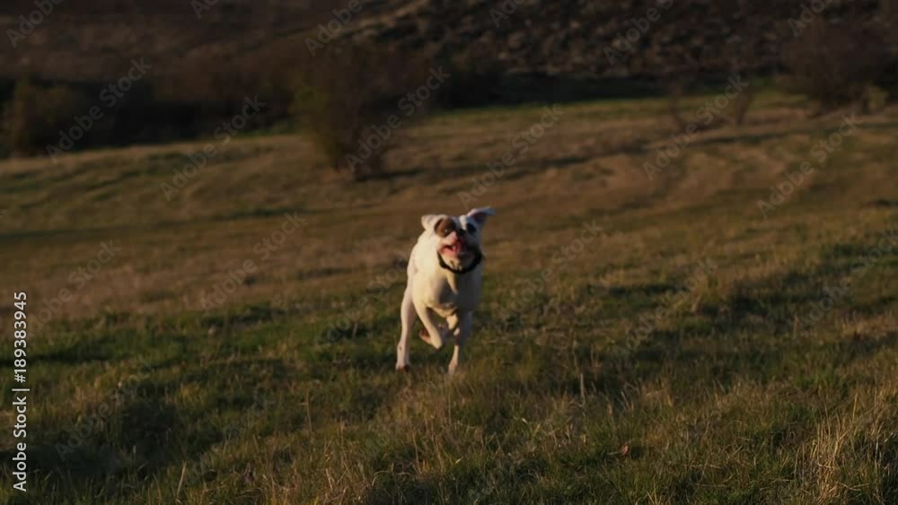 White boxer dog running fast across a green field towards the camera White boxer dog running fast across a green field towards the camera