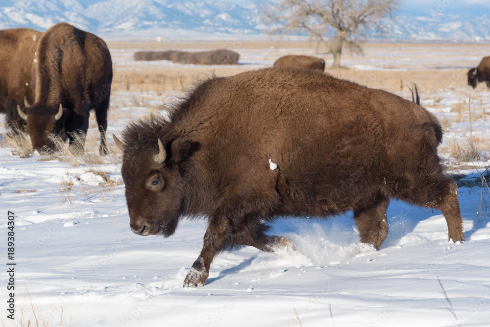 American Bison Bull - Genetically Pure Specimen American Bison Bull - Genetically Pure Specimen