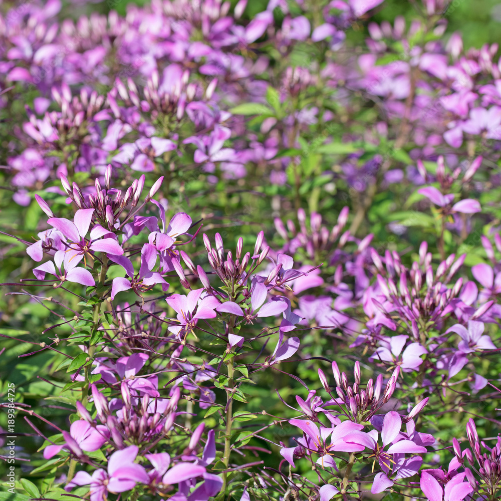 Obraz premium Spinnenblume, Spinnenpflanze, Cleome spinosa