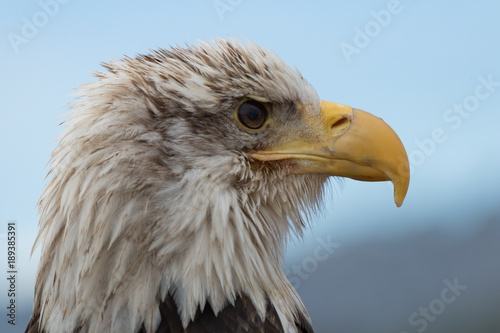 White Headed  Eagle Portrait.