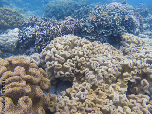 White and yellow corals on tropical sea bottom. Diverse coral shape.