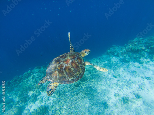 Sea turtle by coral wall edge. Tropical seashore underwater photo.