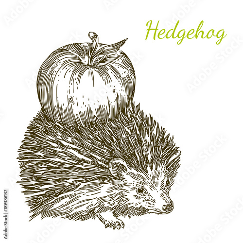 Cute hedgehog with an apple on the back. Engraving style. Vector illustration.
