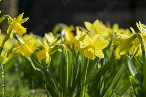 Fototapeta Naklejka Na Ścianę i Meble -  Narzissen im Sonnenlicht im Frühling