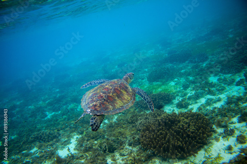 Sea turtle in tropical seashore. Marine tortoise underwater photo.