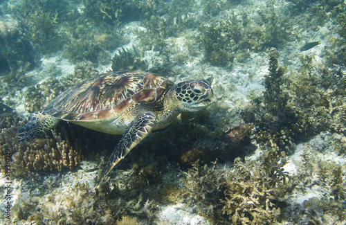 Sea turtle in tropical seashore closeup. Marine tortoise underwater photo. © Elya.Q