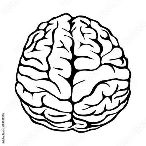 Brain. Vector Illustration