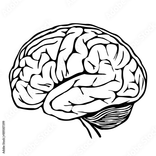 Brain. Vector Illustration