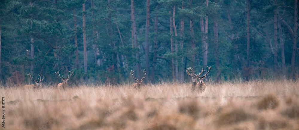 Obraz premium Group of red deer walking in high yellow grass. Pine forest on horizon.