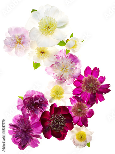Peonies in anemone form