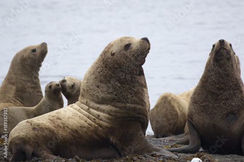 A group of Steller sea lion sitting on the shore on the island of Medny on a summer day