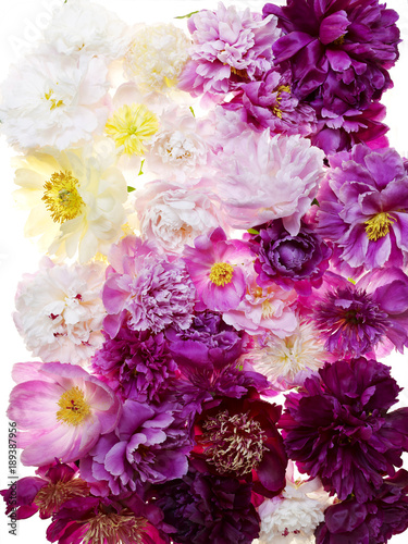 Floral arrangement of colorful peonies