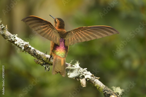 Colibri arcoiris