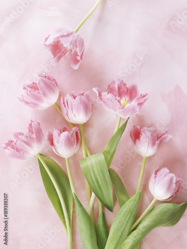 Close-up of pink flower on pink background