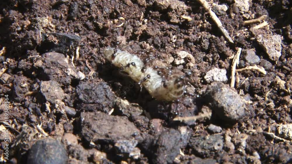worker ants help move a large caterpillar to a nest worker ants help move a large caterpillar to a nest