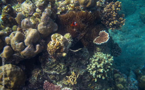 Clownfish in tropical seashore underwater photo. Coral reef animal.