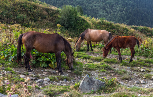 Three grazing horses © Margarita
