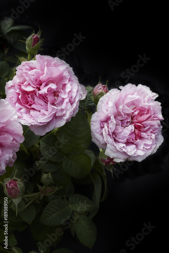 Wallpaper Mural Pink peonies Torontodigital.ca