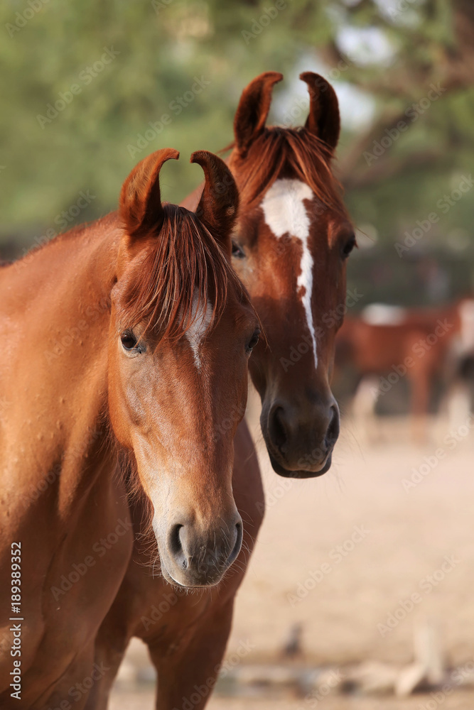 marwari mares