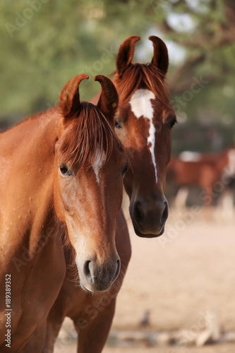 marwari mares