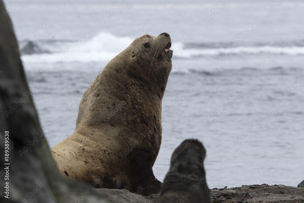Fototapeta premium A male Steller sea lion sitting on a sandy beach on a summer day