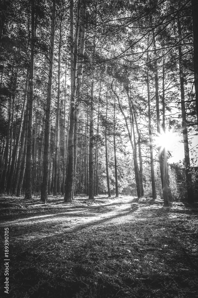 Obraz premium Sunrise in a pine forest in the autumn. Monochrome photo