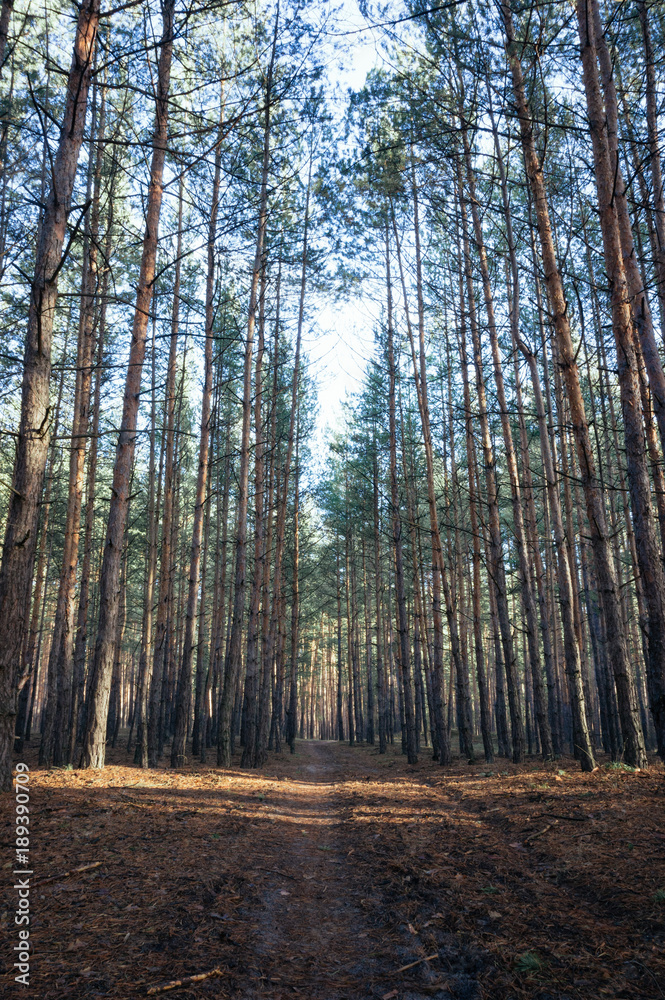Naklejka premium Road in the pine forest in autumn