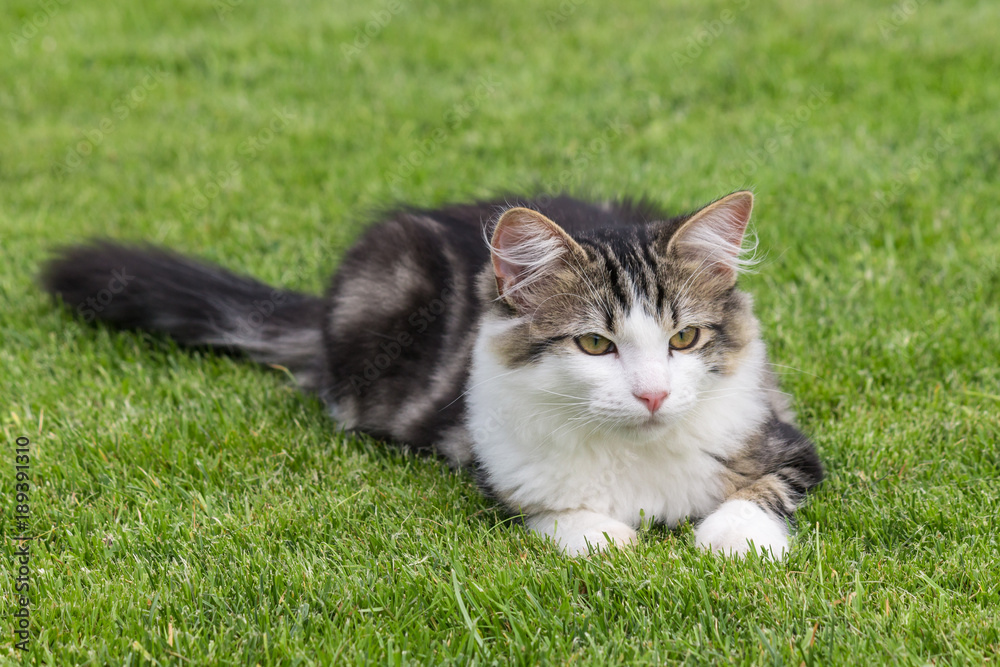 white and grey tabby cat lying on green grass