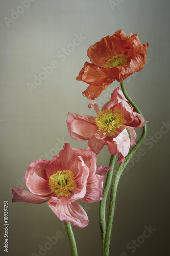 Three coral poppies