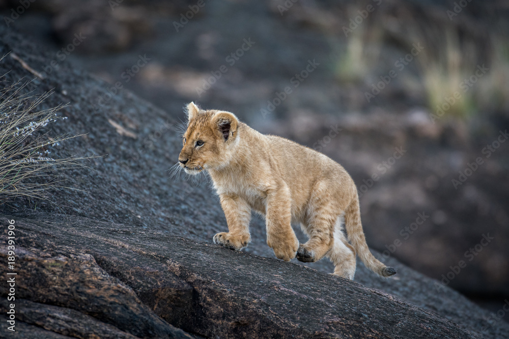 Naklejka premium Lion cub on a rock