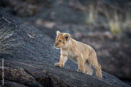 Fototapeta Naklejka Na Ścianę i Meble -  Lion cub on a rock