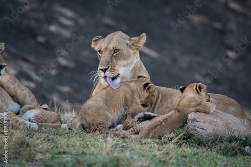 Lioness licking its cub