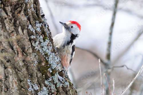 Middle spotted woodpecker hides behind a tree on a bright background. photo