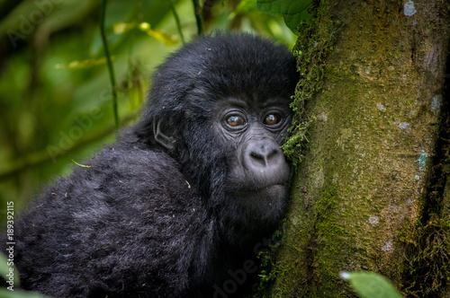 Mountain gorilla infant © Tony Campbell