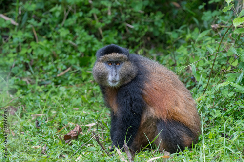 Portrait of golden monkey