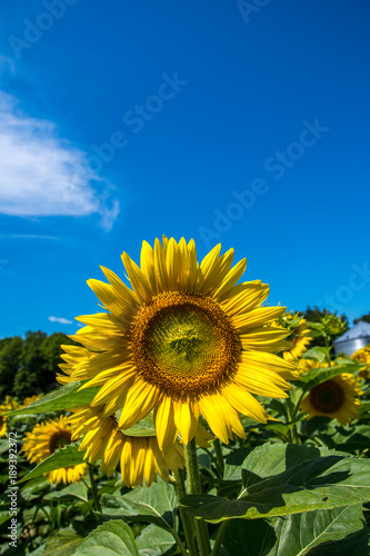 Fototapeta Naklejka Na Ścianę i Meble -  Sunflower and blue sky